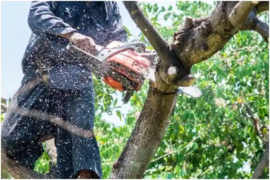 tree services Bellwood